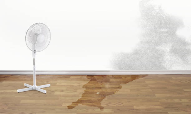 Best Water damage restoration specialists  in Salem, MO